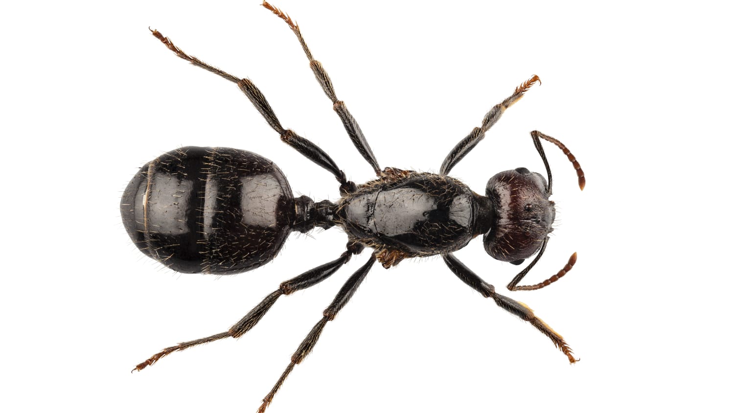 Closeup of a black ant