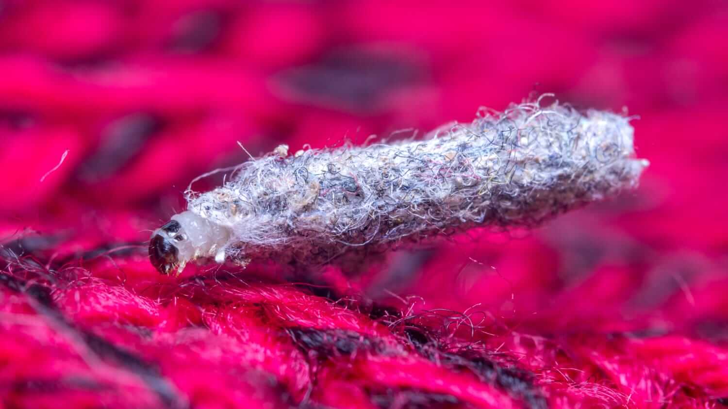 A case-bearing clothes moth