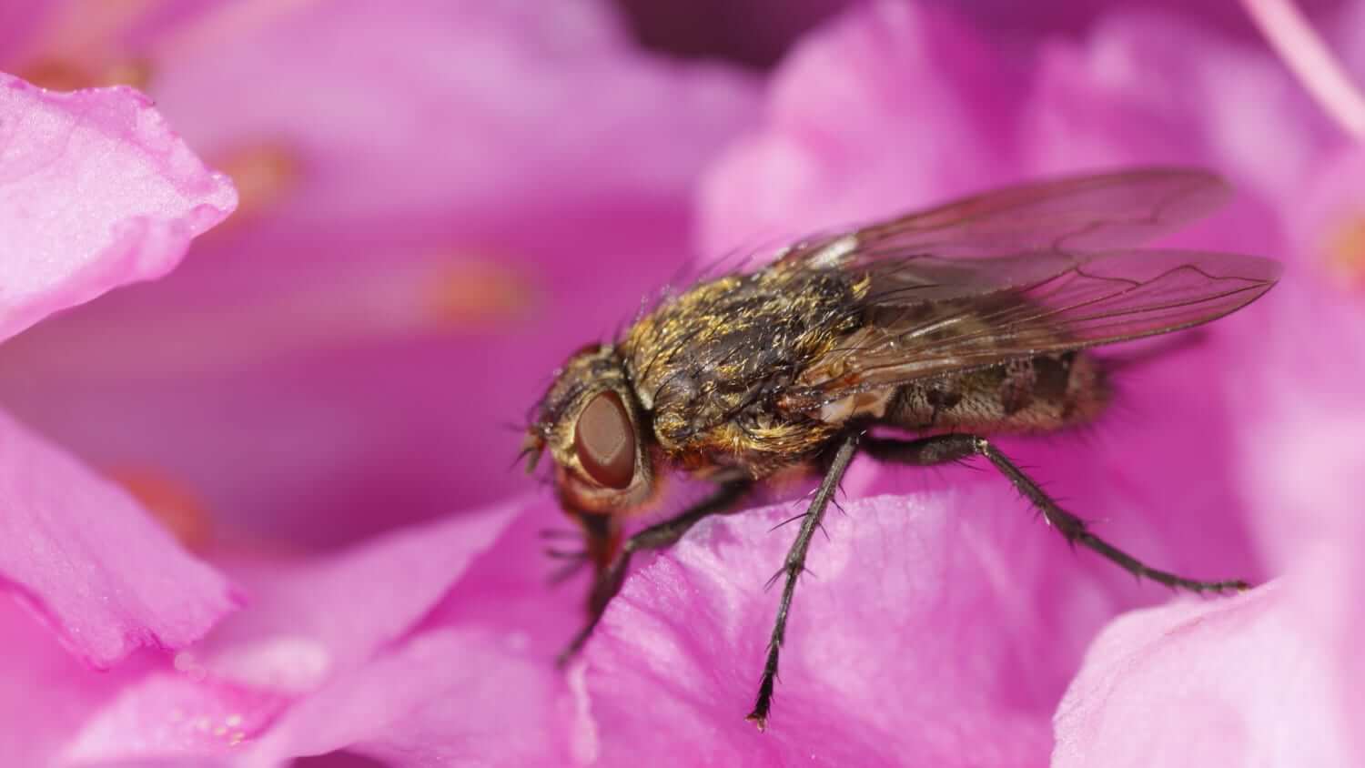 A cluster fly on a pink flower