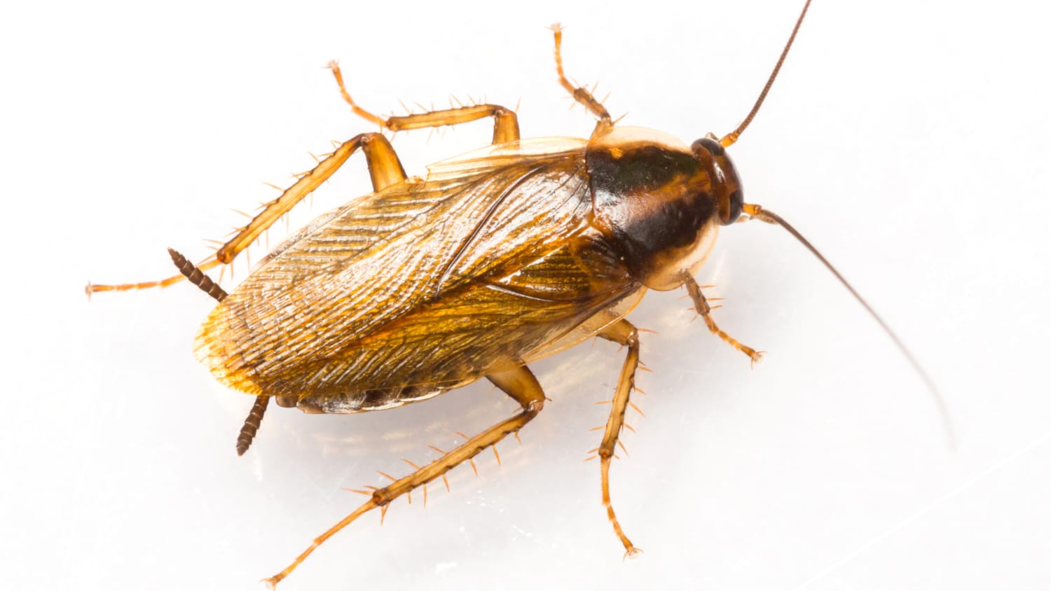 A german cockroach