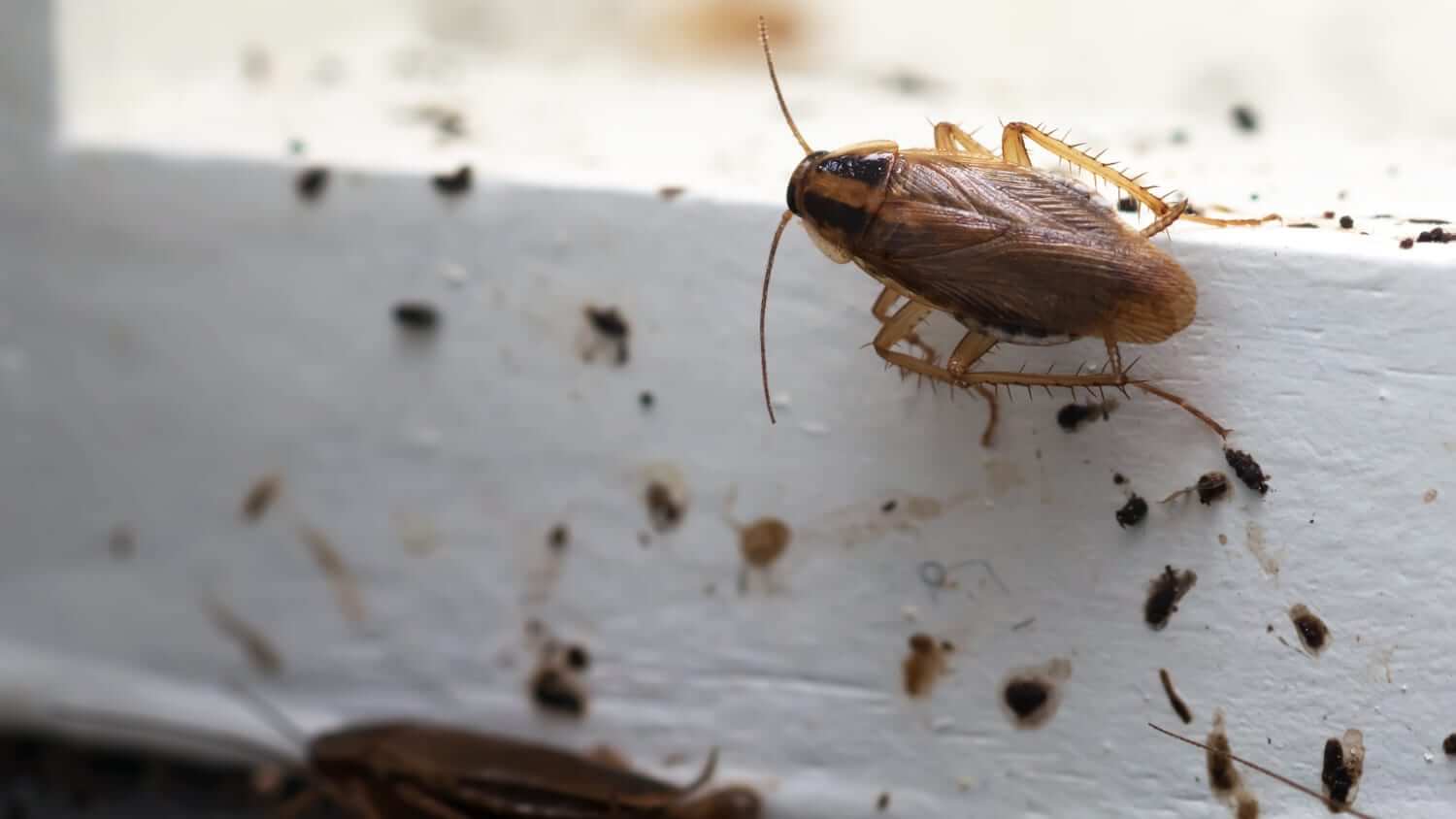 A german cockroach crawling on a window sill covered in droppings