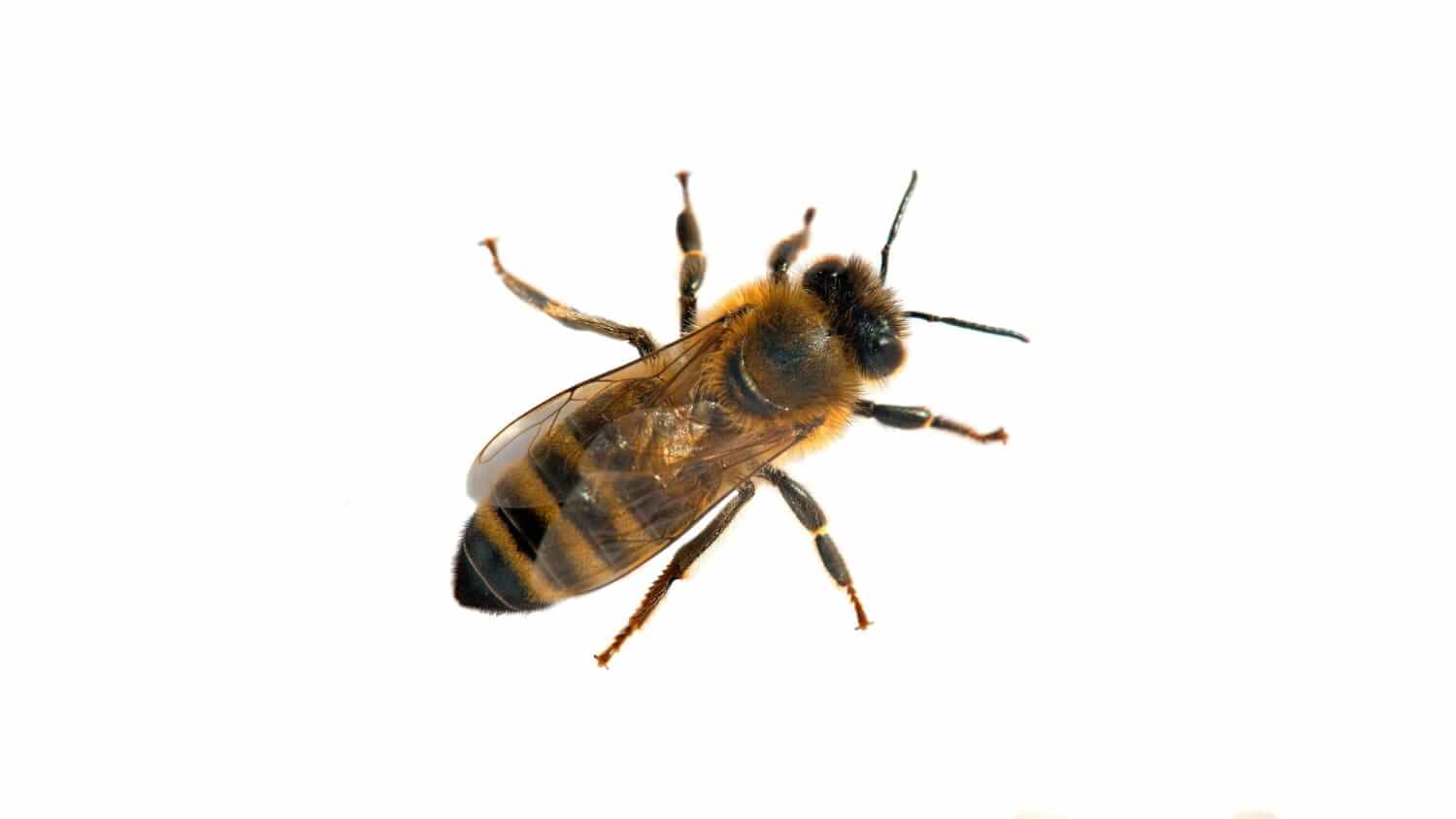 Closeup of a honey bee