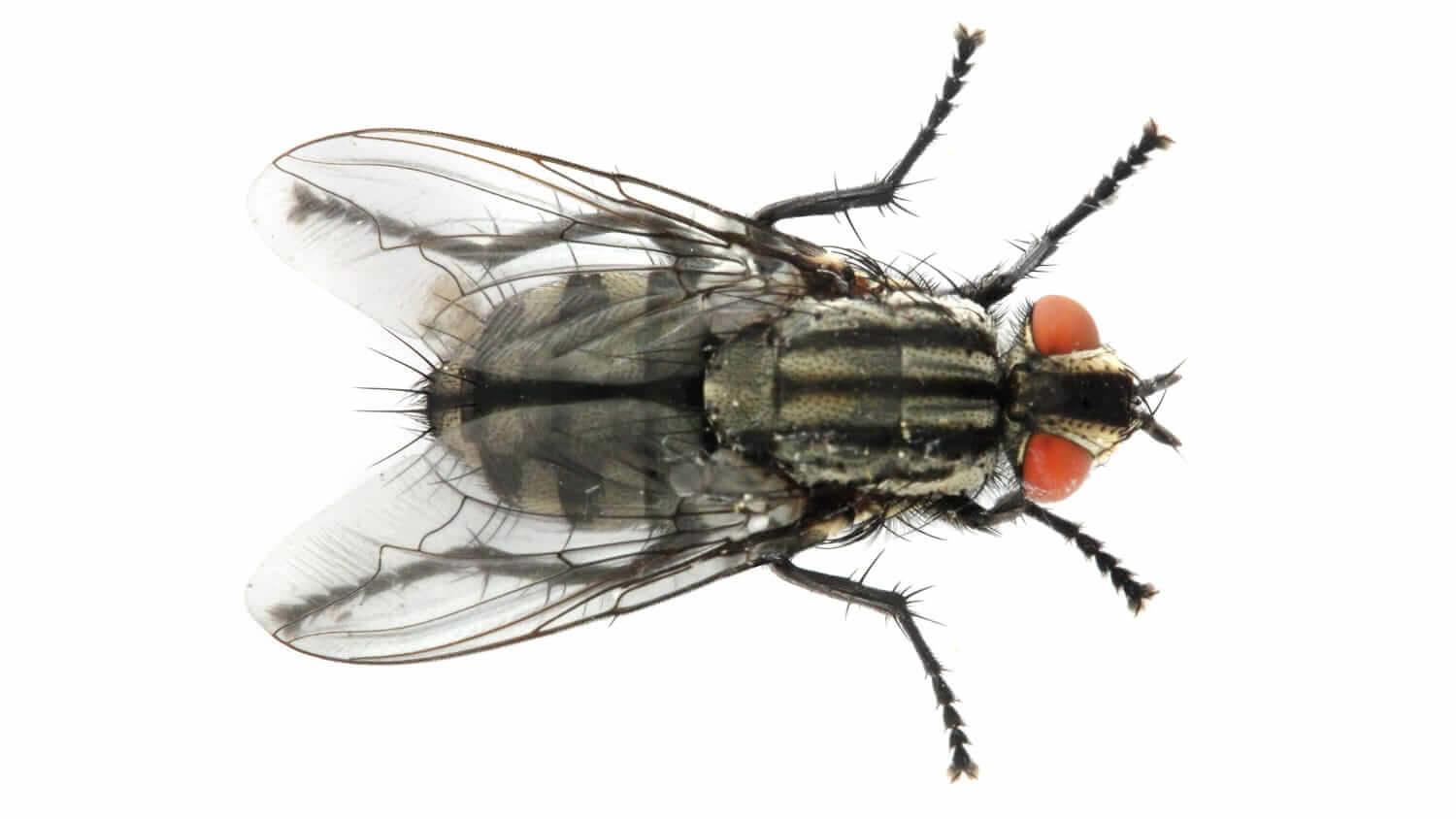Closeup of a house fly