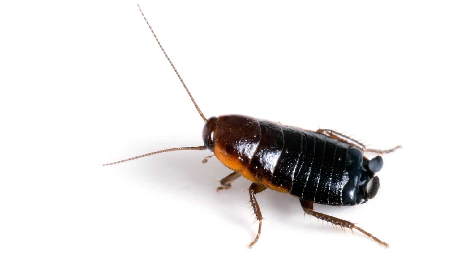 An oriental cockroach