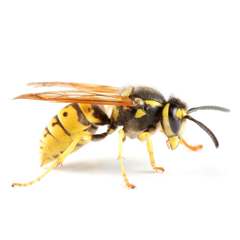 A Wasp