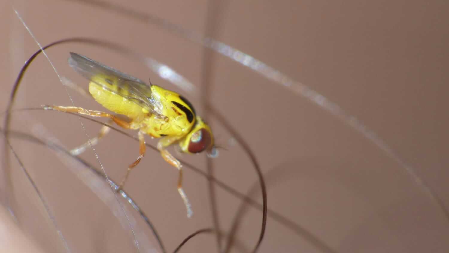 Closeup of a yellow swarming fly